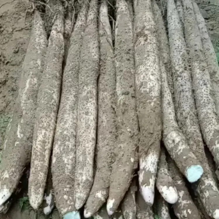 阳山淮山，产地阳山县七拱镇，口感粉糯，，适合老人小孩吃，蒸排，煲汤