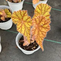 【热植馆】树莓秋海棠