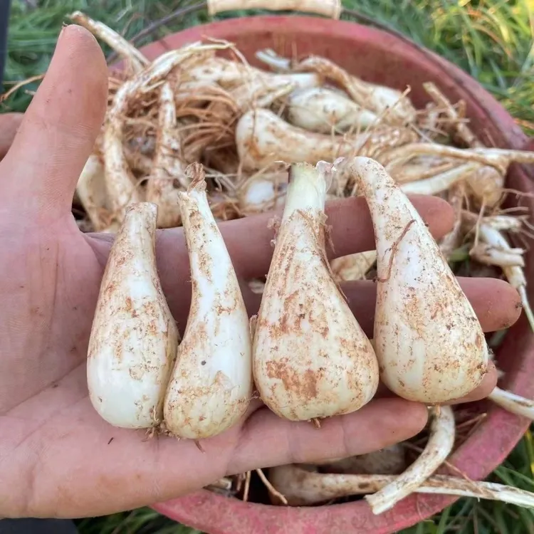 新鲜荞古芥头茭藠头叫教头薤白当季农家自种酸甜特产