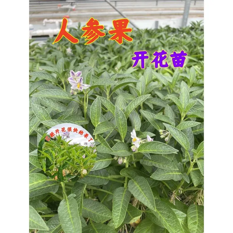 云南石林早产开花人参果苗盆栽当年结果绿植盆栽室内云南人参果苗