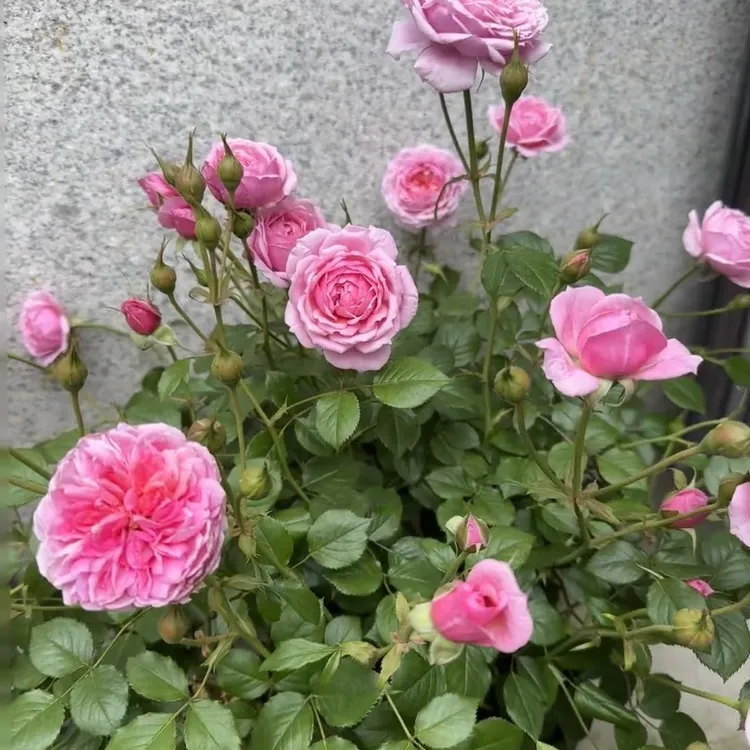 微型月季灵芝妖精月季花苗丰花多头耐晒耐阴阳台盆栽庭院花卉多季