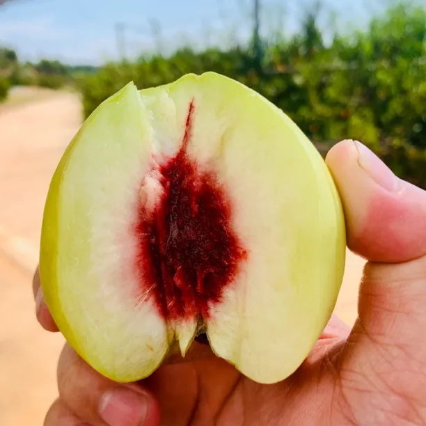 【顺丰包邮】衡山永和箐香桃菁翠桃新鲜应季水果