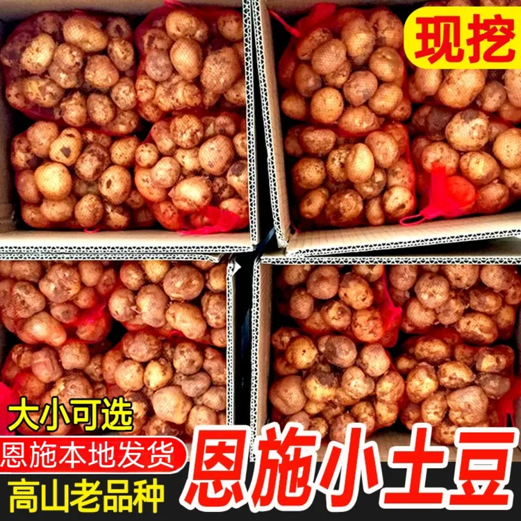 正宗恩施现挖新鲜迷你黄皮小土豆高山农家洋芋马铃薯马尔科批发