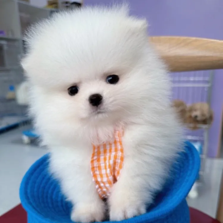 博美小型犬活体可爱萌宠