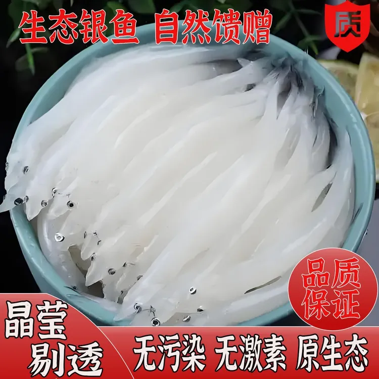 淡水大银鱼湖鲜细嫩无刺无磷高蛋白低脂肪高营养新鲜小银鱼
