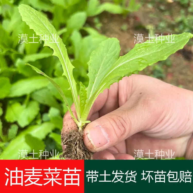 油麦菜秧苗四季香油麦菜苗青菜夏秋冬四季耐热农家田园盆栽蔬菜苗