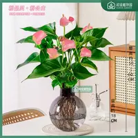 【带花发货】粉精灵粉掌四季开花绿植室内客厅水培花卉盆栽50-60cm