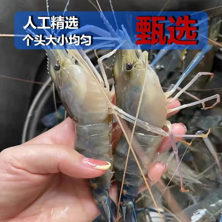 罗氏沼虾速冻3斤罗氏虾鲜活罗氏沼虾大头虾淡水虾大虾新鲜特大