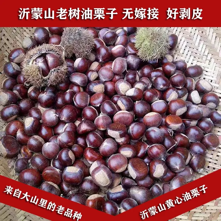 沂蒙山老树板栗油栗子沂蒙板栗新鲜老树栗子天然