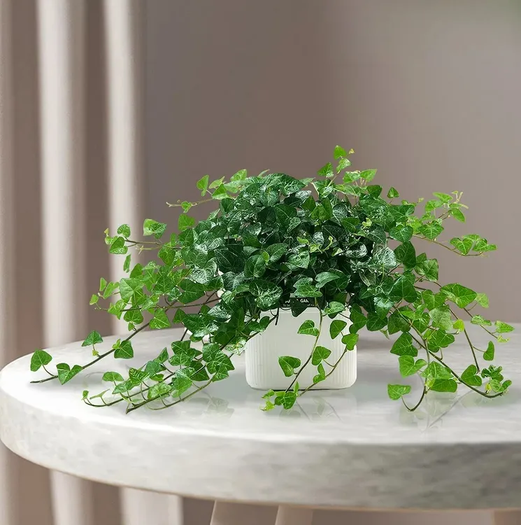 【心叶长春藤】稀有阳台院子垂吊四季绿植盆栽阳台办公室净化空气