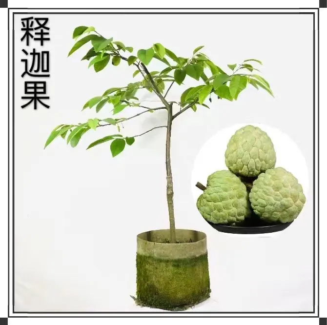 释迦果苗树嫁接台湾凤梨释迦南方牛奶释迦番荔枝释迦摩尼果苗庭院