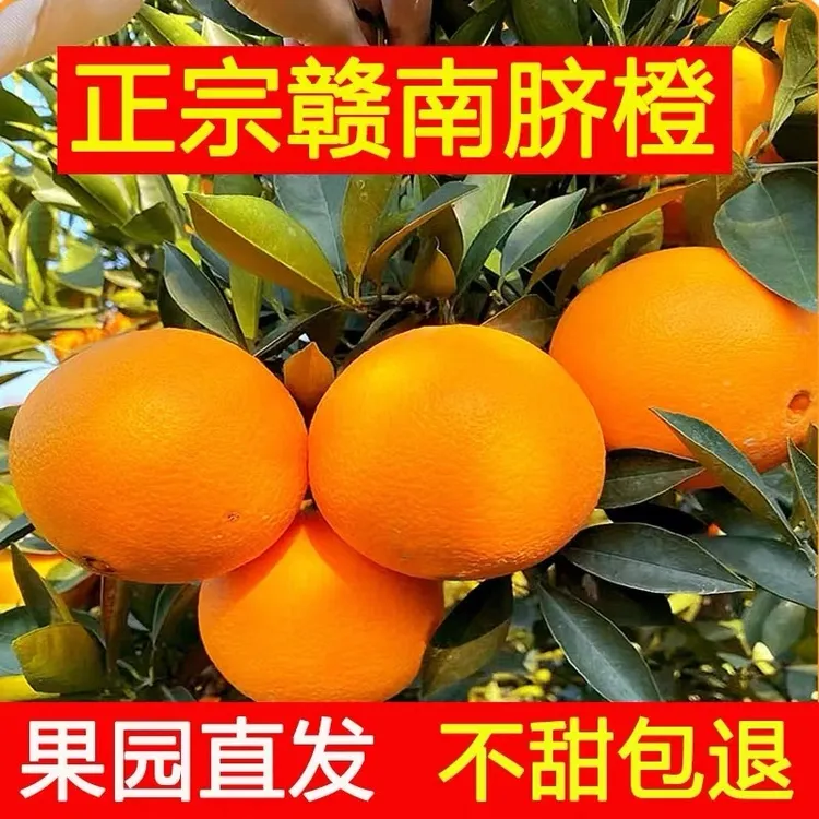 [新鲜采摘]江西正宗赣南脐橙孕妇水果果园直发应季水果5斤9斤18斤