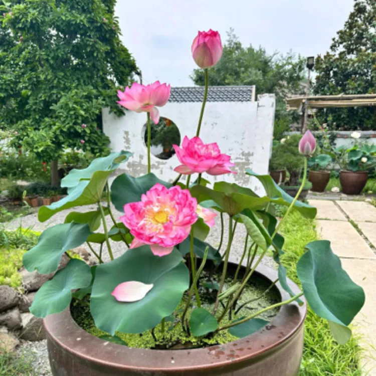睡莲花盆栽水培植物室内好养四季开花易活盆栽水生水养花卉碗莲