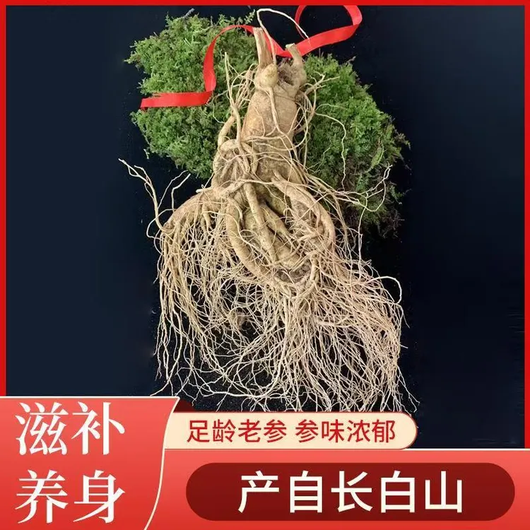 长白山新鲜大人参现采现挖鲜参带土产地直发可泡酒煲汤