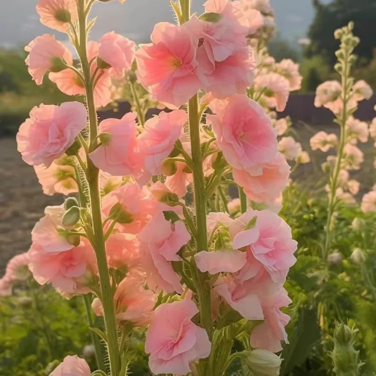 【新疆西藏包邮】重瓣蜀葵花种子盆栽地栽室内外庭院四季播种耐寒热商品图