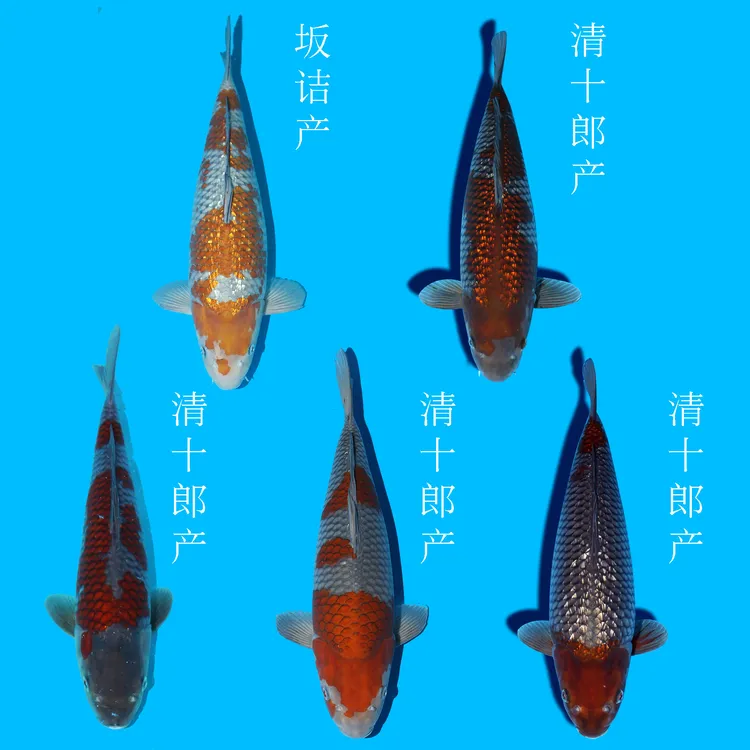 日本名场进口落叶锦鲤/务必索取视频以确保品质（运费到付不包邮）