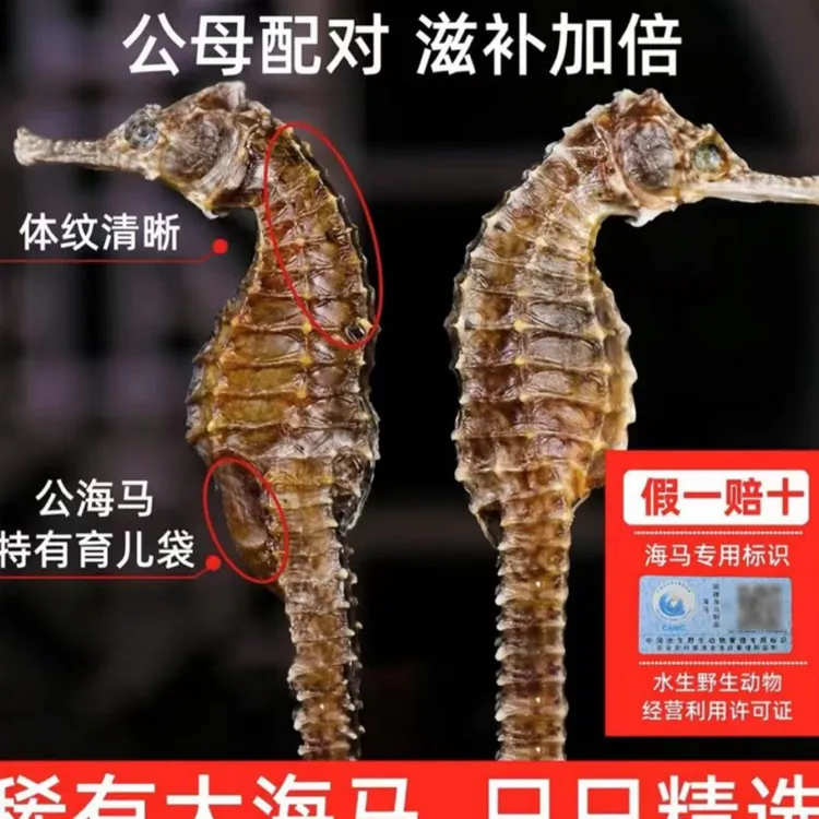 【5克超大本港海马】当季新货本港清水海干货泡酒炖汤滋补品带溯源
