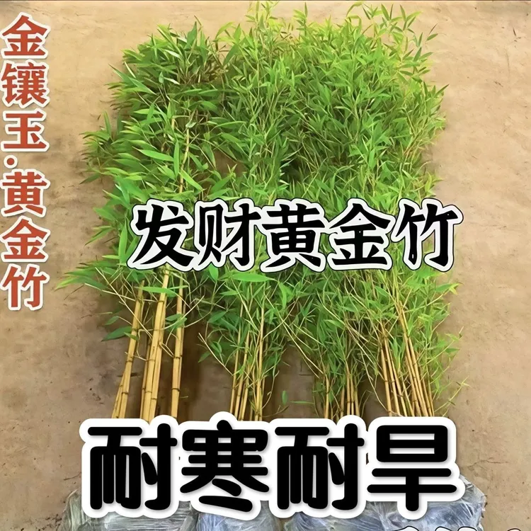 黄金竹金镶玉竹苗四季常青竹庭院风景竹盆栽竹苗耐寒耐旱竹子竹笋