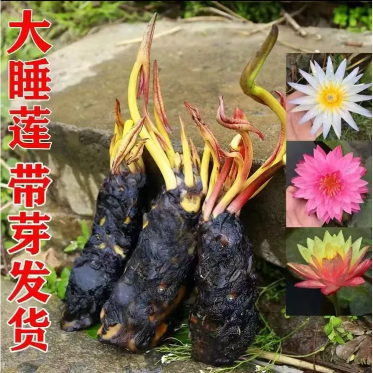 四季睡莲花池塘鱼缸耐寒耐热睡莲根块带花苞大花盆栽水培植物庭院