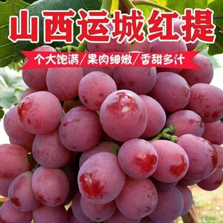 【顺丰直达】正宗新鲜现摘有籽红提葡萄当季水果非克伦生冰美人葡萄