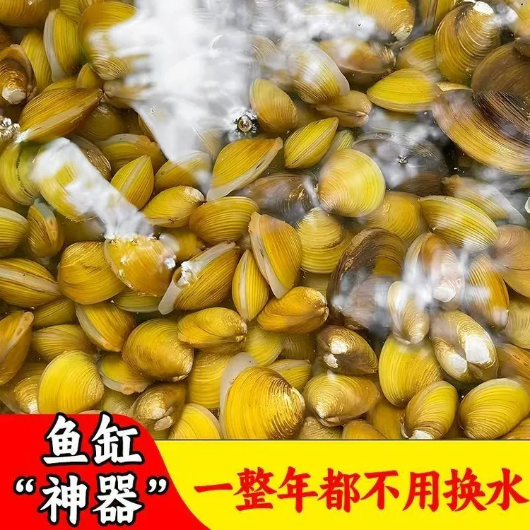 黄金蚬小河蚌净化水质溪蚬观赏螺淡水小鱼除绿水鳑鲏繁殖吃鱼粪便