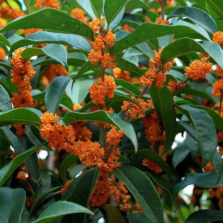 新疆包邮庭院绿植树苗芳香观花植物八月桂花嫁接桂花红花丹桂状元