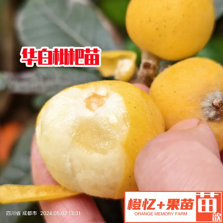 枇杷苗：华白枇杷苗丨盆栽地栽均可种植【白肉+抗性好】