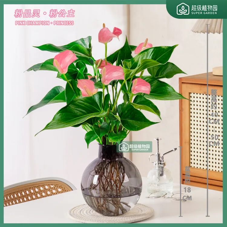 【带花发货】粉掌粉精灵水培花卉盆栽室内绿植客厅办公室净化空气