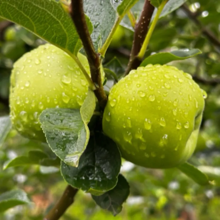 云南高原露天牛粪种植青苹果应季水果青香蕉苹果现摘现发口感甜脆