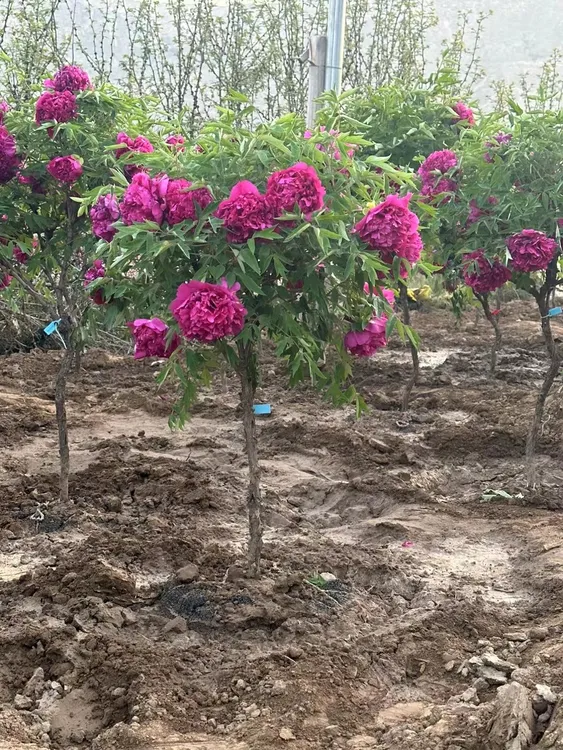 国花牡丹百花之王紫薇花树木棉树石楠花