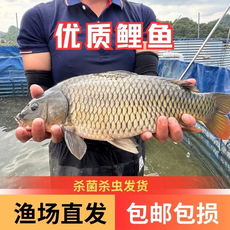 【活体】优质鲤鱼田鱼稻田鲤鱼建鱼渔场直发