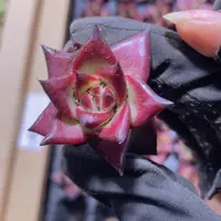 精品10红檀一米一颗