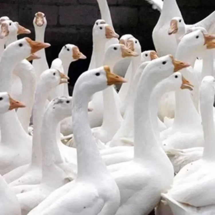 东北农村散养大鹅新鲜现杀带心肝胗美味瘦肉多 顺丰包邮