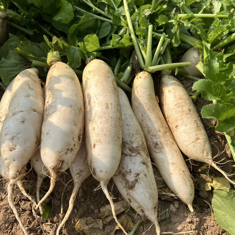 江西赣州信丰水西萝卜湾农家沙地萝卜现拔现发带泥沙发货