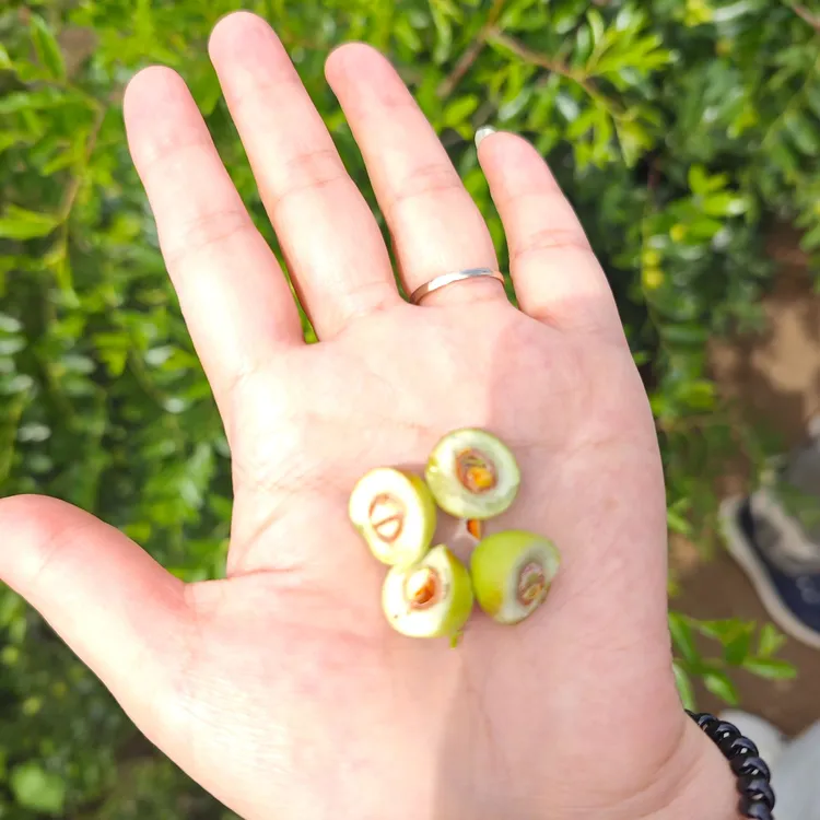 酸枣苗晋酸三号酸枣苗枣树双仁酸枣苗营养杯酸枣苗成活率高