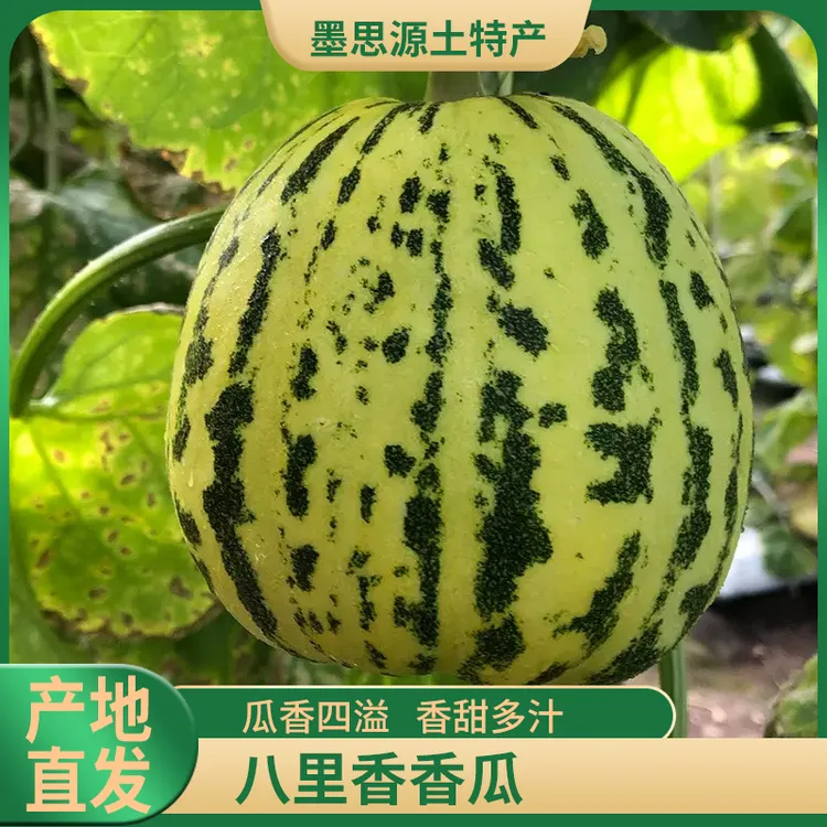 东北八里香瓜香甜绵密新鲜脆甜多汁可口应季甜瓜头茬3/5斤包邮