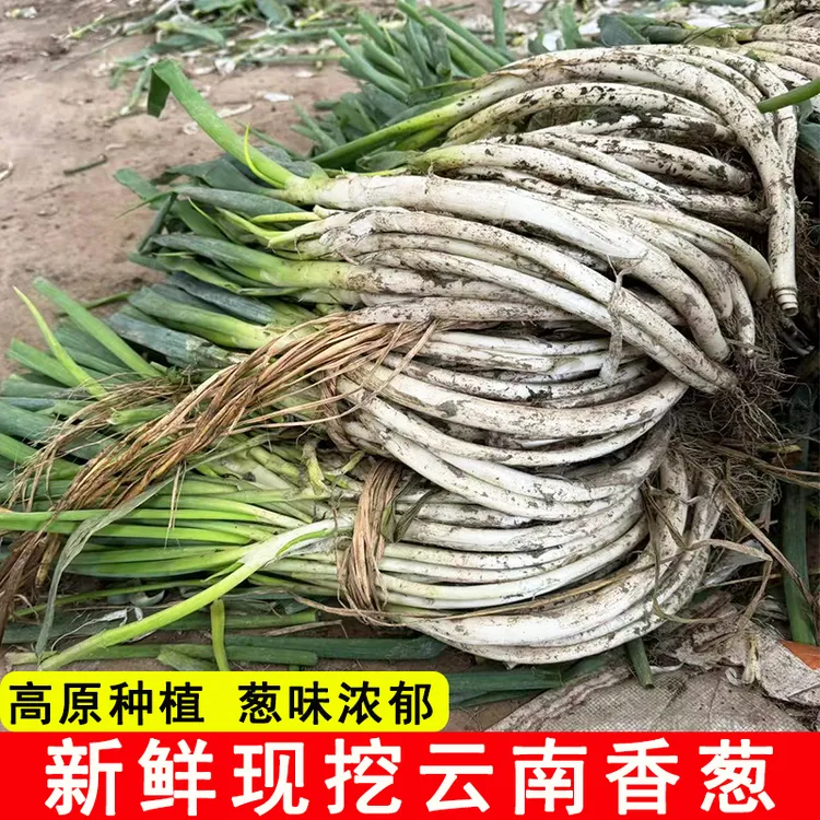 云南老品种大葱农民自种弯葱新鲜高山香葱蘸酱甜葱白毛葱土葱苗