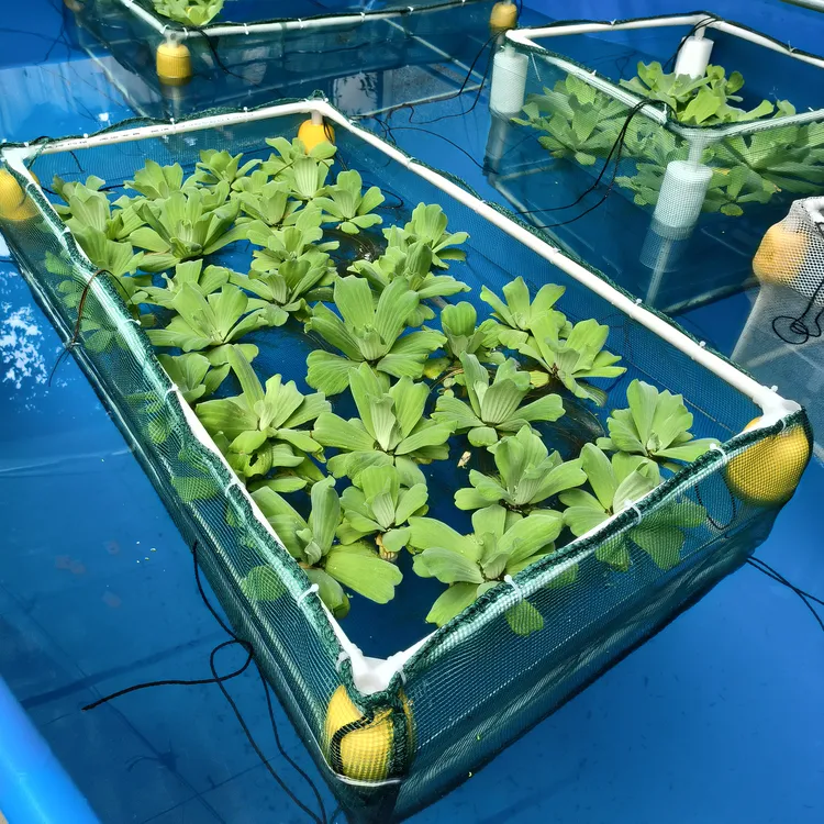 水葫芦网箱水草隔离网水草围栏锦鲤鱼池井水防止鱼吃网箱养鱼网箱