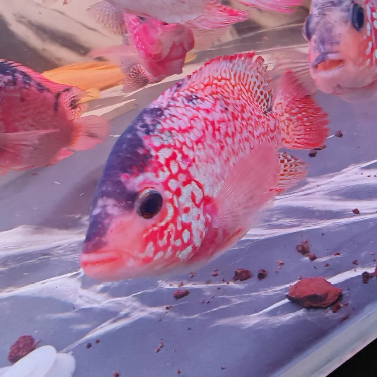 古典火凤淡水，以截图为准鲜活观赏鱼活鱼