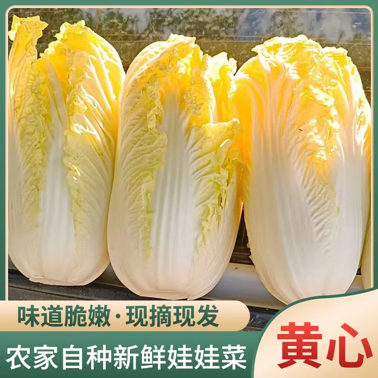 黄心耕野纸包娃娃菜 高山娃娃菜新鲜嫩脆甜黄心白菜农家蔬菜青菜