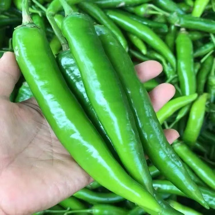河南老品种香辣新鲜现摘羊角辣椒丨可腌制