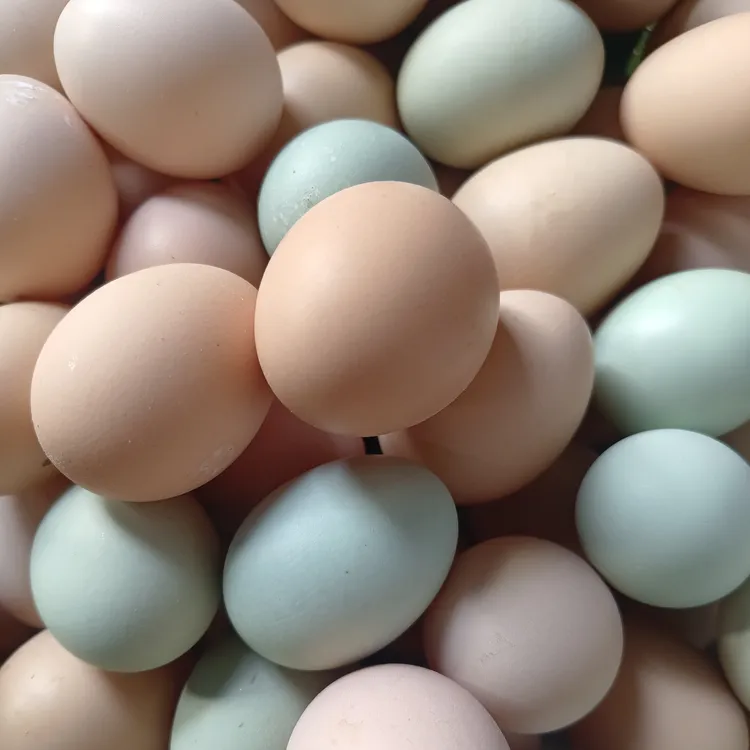 【京东包邮】竹林散养土鸡蛋农家散养土鸡蛋农家散养两色混发新鲜