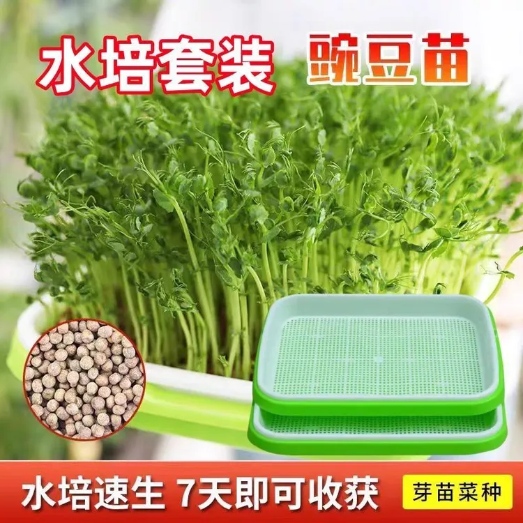 观察植物有机水培豌豆苗种子套装无须豌豆尖种子豌豆苗
