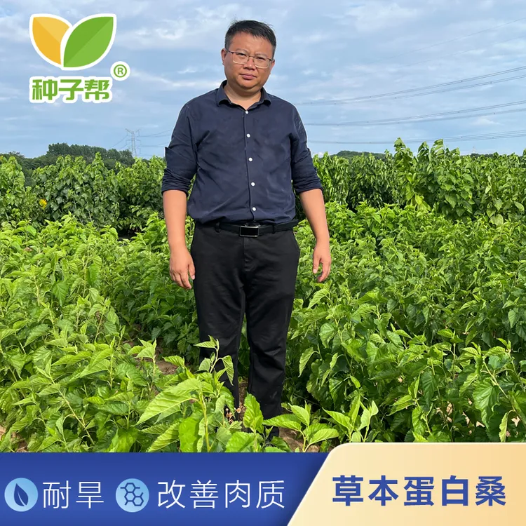 草本蛋白桑种子杂交桑丰驰耐旱抗寒易受割改善肉质降低料肉比