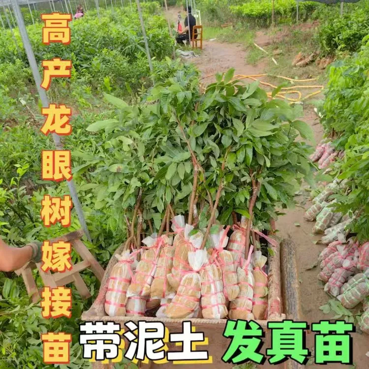广西龙眼树苗石峡龙眼嫁接苗储良龙眼纯正四季龙眼蜜桂圆果树苗