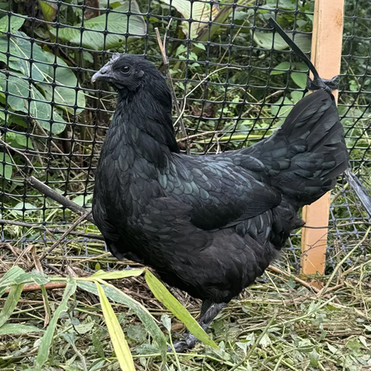 云南盐津乌骨鸡 母鸡 顺丰包邮发货