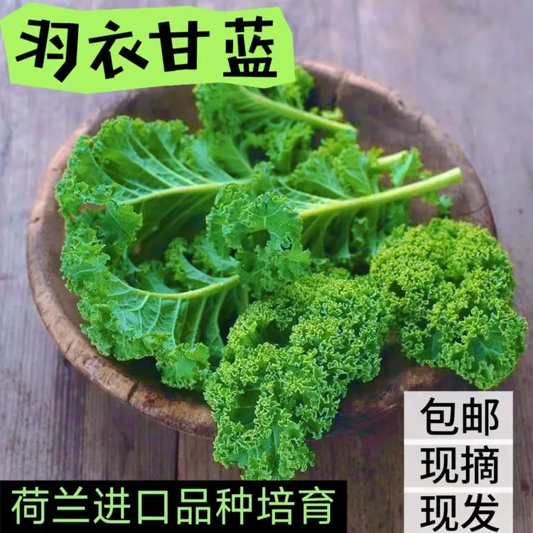 云南现摘羽衣甘蓝产地直发现摘现发新鲜蔬菜（进口荷兰品种培育)