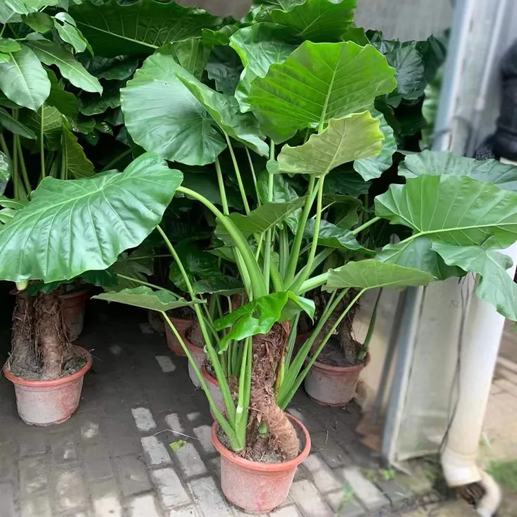 海芋盆栽 滴水观音 水生旱生园林绿化花卉盆栽植物室内外庭院绿植