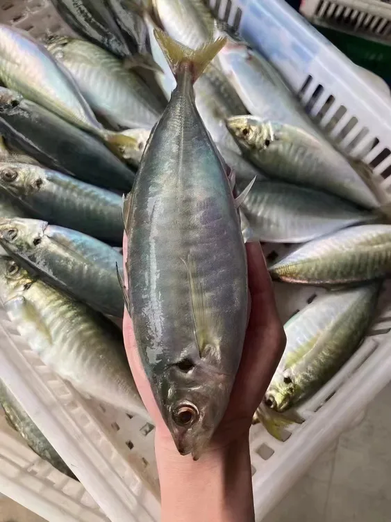 福建东山岛养殖巴浪鱼 竹荚鱼  肉质细腻 新鲜美味 顺丰包邮