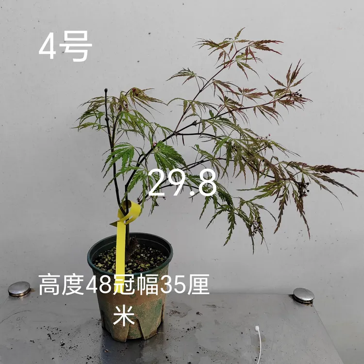 羽毛枫一图一拍自助下单，所见即所得，室内桌摆，新手必备